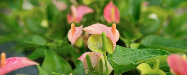 blooming pink anthurium - obrazy, fototapety, plakaty