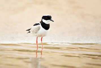 Close up of a Pied plover, also known as the pied lapwing
