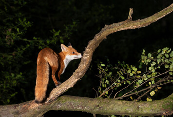 Red fox standing on a fallen tree in forest