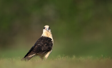 Yellow-headed caracara standing on a green grass