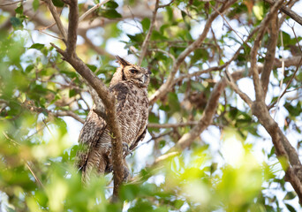Great horned owl perched in a tree