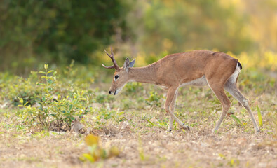 Pampas deer grazing at sunset