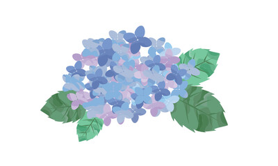 青と紫の紫陽花イラスト素材