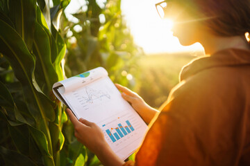 Business woman examines the quality of the corn field before harvesting. Harvest care concept.