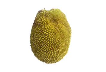 durian isolated on white background Green contains chlorophyll, lutein, which helps slow down macular degeneration. high fiber helps excretion Build immunity for the body such as green cabbage, brocco