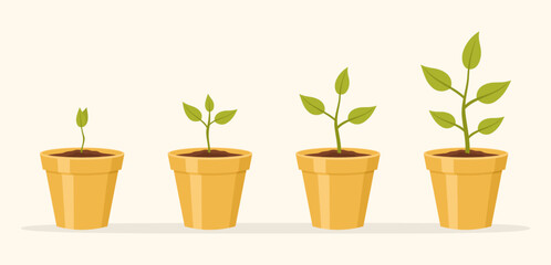 Fototapeta premium Plants in yellow ceramic pots. Infographics of plant growth phases. Flat vector illustration