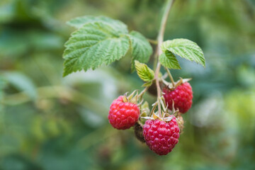 Small branch with raspberries close-up. Selective focus
