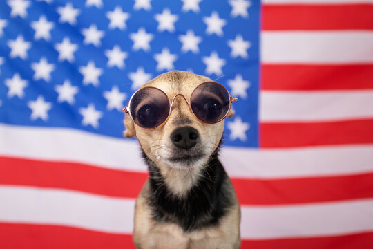 independence day usa, festive dog in sunglasses on the background of the american flag, sale of pet goods