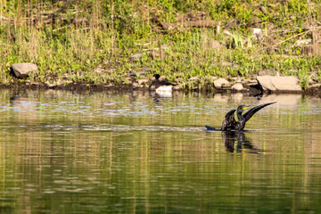 ducks on the lake