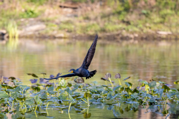 duck in the lake