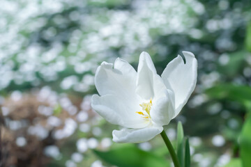 White tulip blooms in spring in the garden