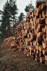 Log trunks pile, the logging timber wood industry. Forest pine and spruce trees.