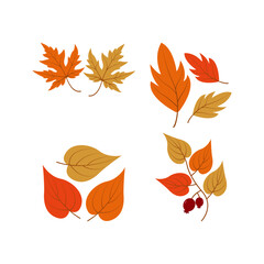beautiful collection of colorful autumn leaves isolated on white background