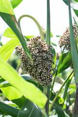 Obraz premium Sorghum bicolor, commonly called sorghum and also known as great millet, durra, jowari, jowar or milo