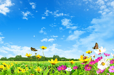 Nature Background With Green Grass And flowers - Landscapes Nature.