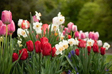 tulips and narcissi, spring composition