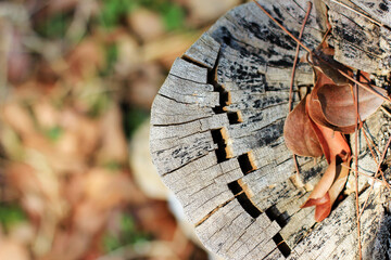 Close up of a tree stump with autumn leaves in the background.