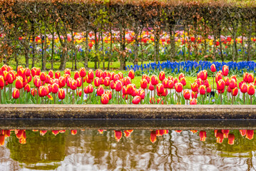 A view of the cilia of colorful blooming tulips.