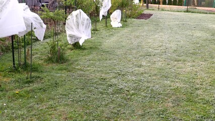 Bushes are covered with white agronet to protect them from frost. Spring cold, gardening challenges