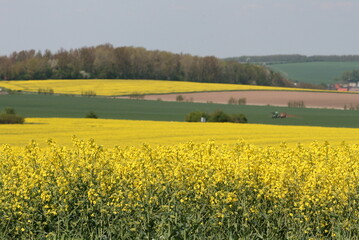 Ländlicher Raum mit Rapsfeldern und Traktor mit Feldspritze