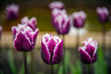 Close-up view of purple-white tulips in full bloom.
