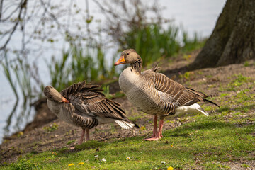 Enten am See