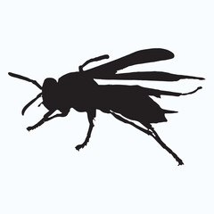 Wasp silhouettes and icons. Black flat color simple elegant Wasp animal vector and illustration.