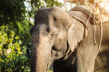 Fototapeta premium Asian Elephant in Thailand, Asian Elephants in Chiang Mai. Elephant Nature Park, Thailand. Female elephant standing on nature background. Close up of an elephant head.