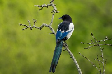 The Eurasian magpie, a black and white bird, perching on a branch in a park. Green background.