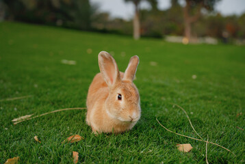 Obraz premium Cute red rabbit on green grass with natural bokeh as background during sunset. Young adorable bunny playing in garden. Lovrely pet at park