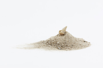 Conch shell on a pile of beach sand, isolated on white background