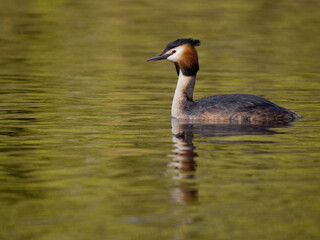 Great-crested grebe, Podiceps cristatus