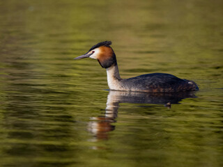 Great-crested grebe, Podiceps cristatus