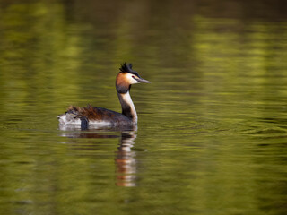Great-crested grebe, Podiceps cristatus