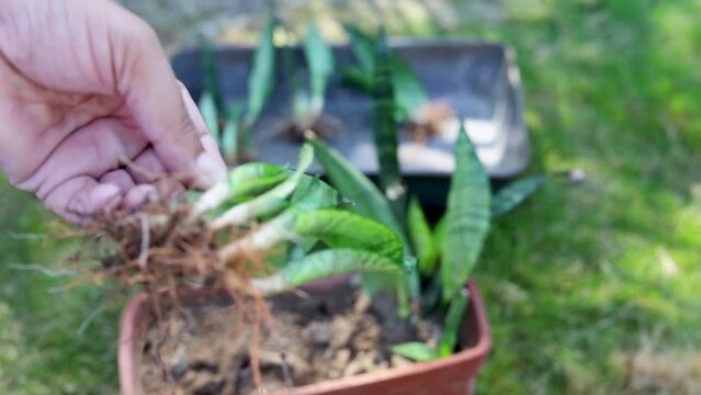 suckersSnake plant leaf propagation result. Gardener holding a sensaveria leaf with their suckers or new offspring. selective focus