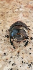 beetle on the ground