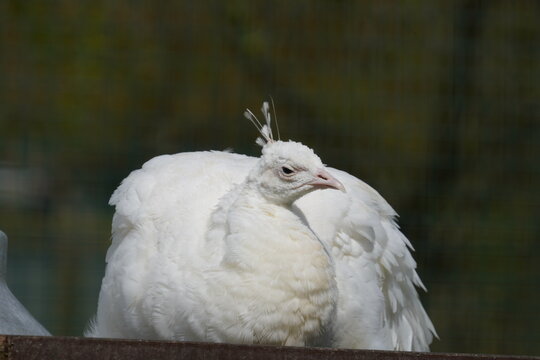 Peafowl