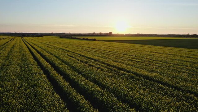 Luftaufnahmen von Rapsfeldern bei Sonnenuntergang 