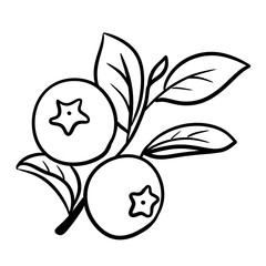 Blueberry Branch Hand Drawn Sketch