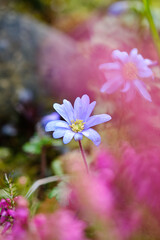 Purple flower in garden, macro close up