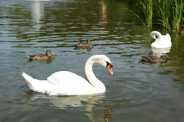 White swans and ducks swim in the lake