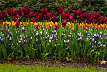 Keukenhof park of flowers and tulips in the Netherlands. Beautiful outdoor scenery in Holland