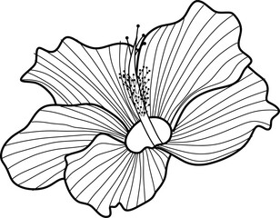 hibiscus flower lineart