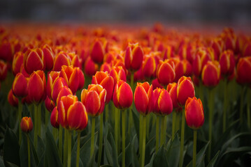 Close-up view of a red-orange tulip field