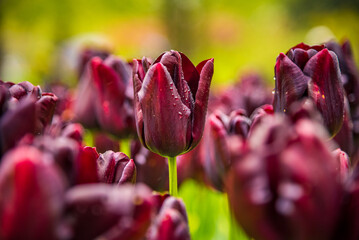 Close-up of dark purple tulips in full bloom.