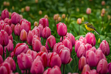 Close-up view of colorful pink and red tulips in full bloom.
