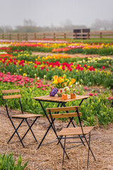 A table and two chairs standing in the middle of a tulip field. There are decorative flowers on the table.