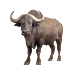 Fototapete Büffel Buffalo isolated on background