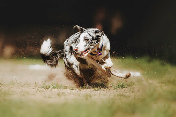 Cheerful border collie dog quickly runs after a toy. Beautiful spring background and warm atmosphere
