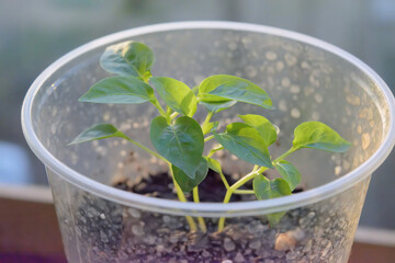 Seed sprouts of decorative indoor hot pepper in a plastic jar.